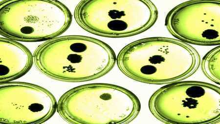 Microbiological Testing